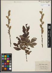 Foto von Salix purpurea L. x Salix silesiaca Willd.